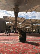 Image result for French Masjid Dog