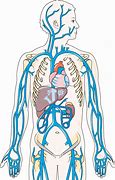 Image result for Nonphasic Venous Flow