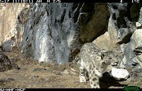 Image result for Snow Leopard Prey