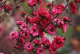 Image result for New Zealand Shrubs