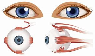 Image result for Human Eyeball