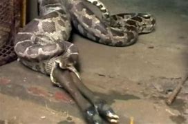 Image result for Eaten by Python