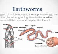 Image result for Segmented Worms