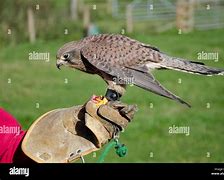 Image result for Kestrel Falconry