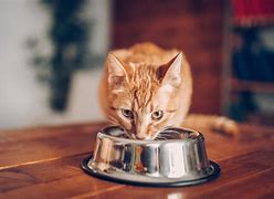 Image result for People Feeding Cats