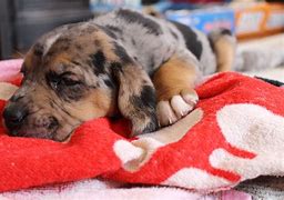 Image result for Bloodhound Australian Shepherd Mix