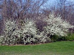 Image result for American Wild Plum Tree