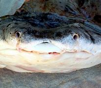 Image result for Angel Shark Species