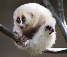 Image result for Slow Loris