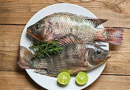 Image result for King Fish Tilapia