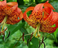 Image result for Wild Lily