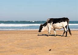 Image result for Nguni Cattle On Beach