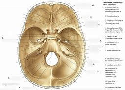 Image result for Body Foramen