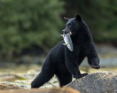 Image result for Black Bear Catch Fish