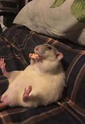 Image result for Dead Rat Funny