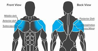 Image result for Shoulder Muscular Anatomy