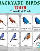 Image result for Backyard Birds Toob