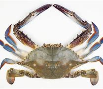 Image result for Alaskan Blue Crab