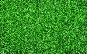 Image result for Foto Rumput Hijau