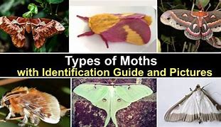 Image result for Moth Whole