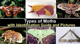 Image result for Moth Whole