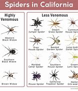 Image result for Brown House Spider California