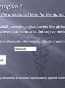 Image result for Col Gingiva