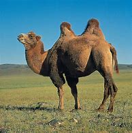 Image result for Camel and Bud