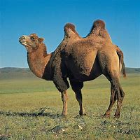 Image result for Halloween Camel Images