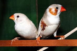 Image result for Red Zebra Finch