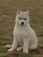 Image result for Baby Dire Wolf