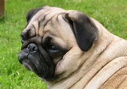 Image result for Pet Dog Pug