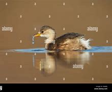 Image result for Small Grebe