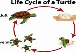 Image result for Baby Sea Turtles Life Cycle