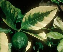 Image result for Calcium Sulfate for Plants