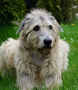 Image result for Irish Wolfhound