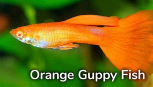 Image result for Orange Guppy