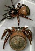 Image result for Ravine Trapdoor Spider