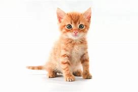 Image result for Cat with Fairy Wings White Background