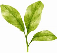 Image result for Ades Fresh Leaves