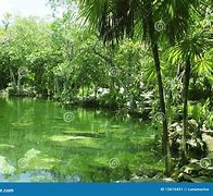 Image result for Quintana Roo Jungle