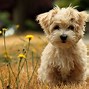 Image result for Adorable Maltese