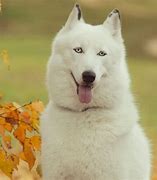 Image result for White Husky Wolf Dogs