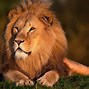 Image result for Rainbow Lion Art