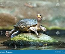 Image result for Turtle Lying