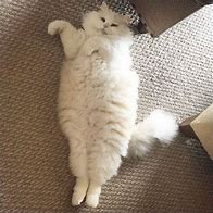 Image result for Adorable Scraggly Cat