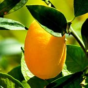 Image result for Kumquat