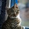 Image result for Dark Gray Tabby Cat