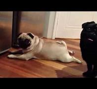 Image result for Pugs Doing Funny Things