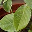 Image result for Black Bugs On Lemon Tree